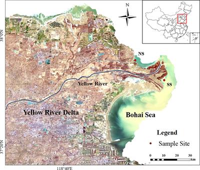 Runoff from upstream changes the structure and energy flow of food web in estuary